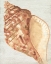 Picture of VINTAGE SHELL VIGNETTE IV