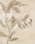 Picture of SEPIA ORANGE BLOSSOM SKETCH I