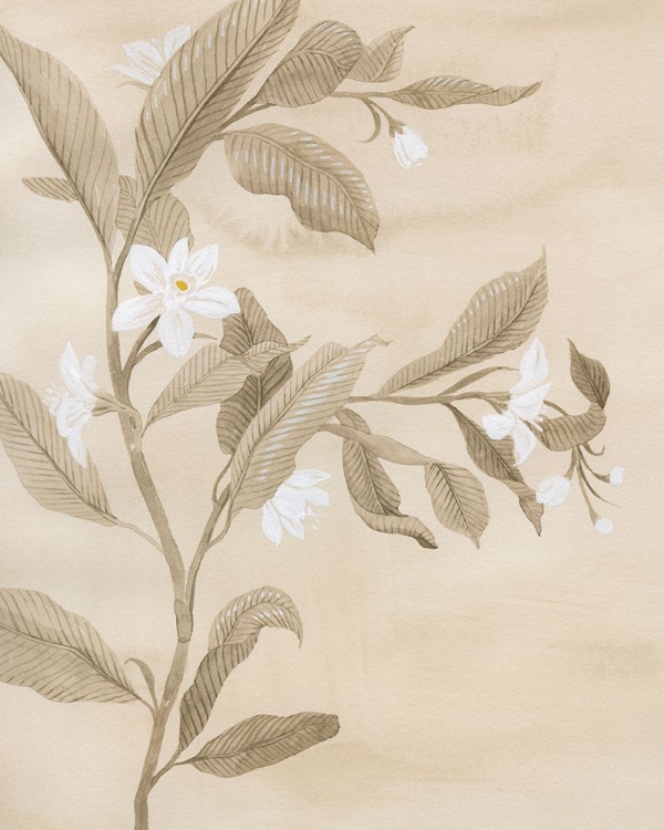 Picture of SEPIA ORANGE BLOSSOM SKETCH I