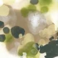 Picture of LICHEN AURA I