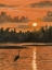 Picture of LAST AMBER LIGHT I