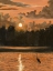Picture of LAST AMBER LIGHT II