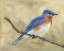 Picture of BACKYARD BIRDS IV