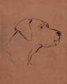 Picture of CANINE PORTRAITS III