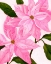Picture of NEON PINK POINSETTIAS II