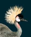 Picture of CUSTOM WATERCOLOR CRESTED CRANE