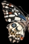 Picture of CUSTOM STAINED GLASS BUTTERFLY WING STUDY I
