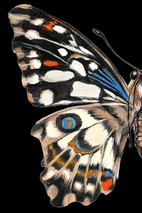 Picture of CUSTOM STAINED GLASS BUTTERFLY WING STUDY I