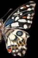 Picture of CUSTOM STAINED GLASS BUTTERFLY WING STUDY II