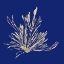 Picture of CUSTOM SEAWEED ON NAVY III