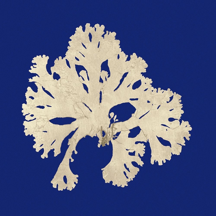 Picture of CUSTOM SEAWEED ON NAVY IV