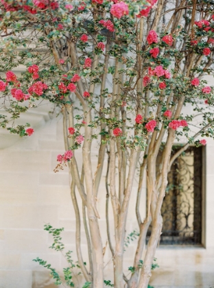 Picture of BLOSSOM TREE