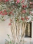 Picture of BLOSSOM TREE