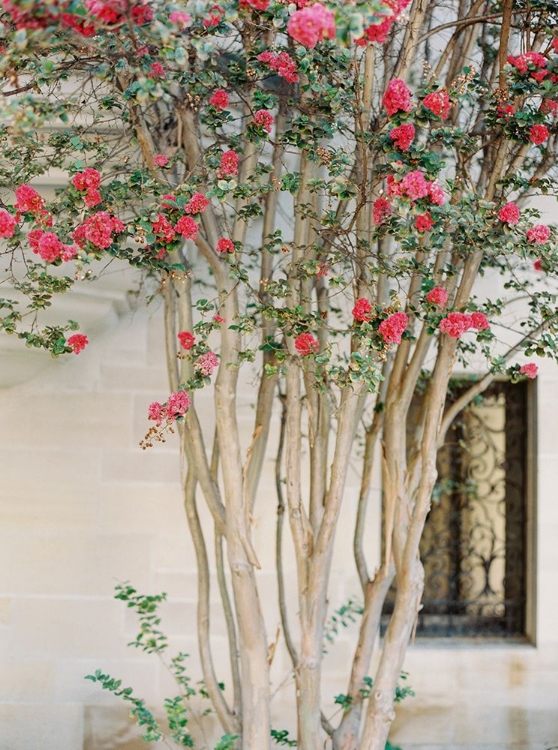 Picture of BLOSSOM TREE