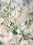 Picture of OLIVE BRANCH I