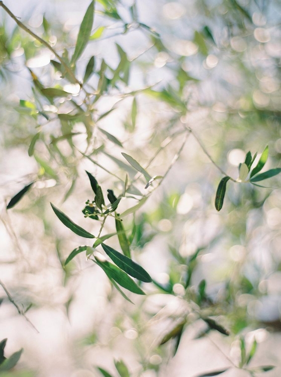 Picture of OLIVE BRANCH I