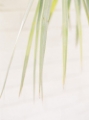 Picture of PALM LEAVES I
