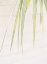 Picture of PALM LEAVES I