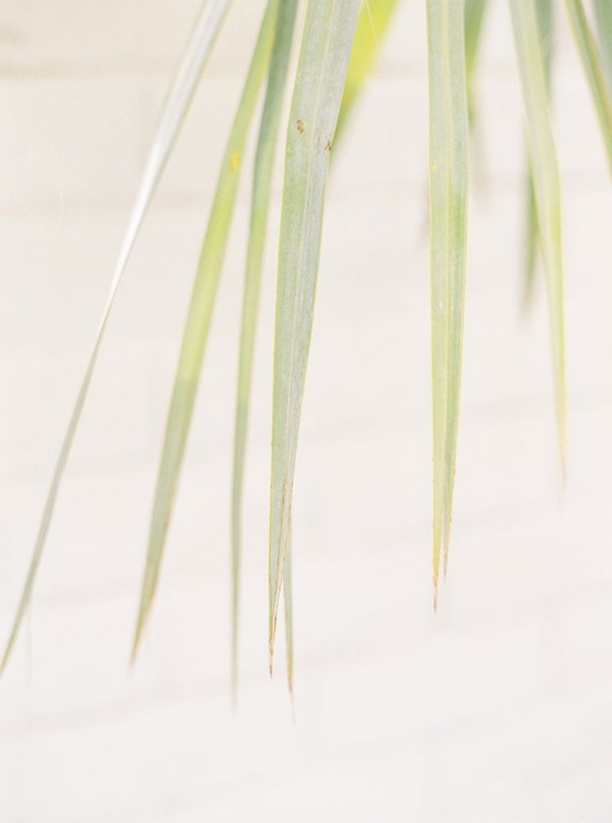 Picture of PALM LEAVES I
