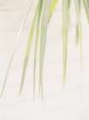 Picture of PALM LEAVES I