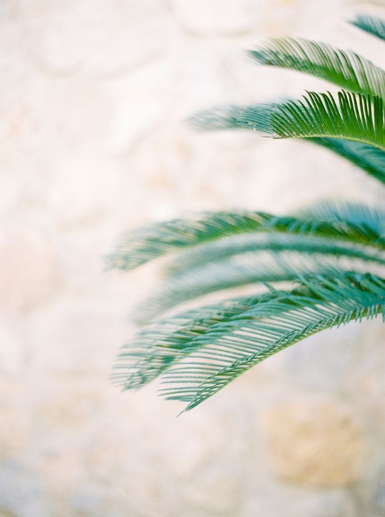Picture of PALM LEAVES II