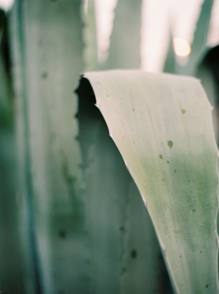 Picture of SUCCULENT I