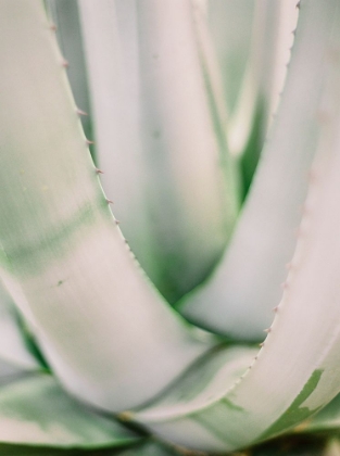 Picture of SUCCULENT II