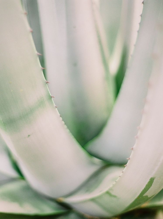 Picture of SUCCULENT II