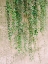 Picture of VINES