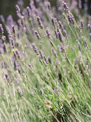 Picture of WILD LAVENDER