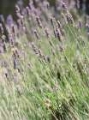 Picture of WILD LAVENDER