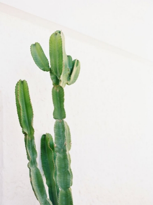 Picture of CACTUS