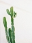 Picture of CACTUS