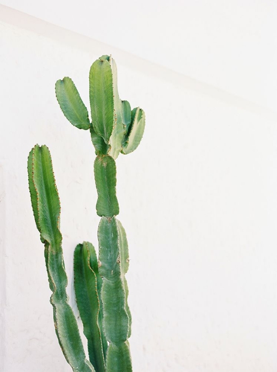Picture of CACTUS