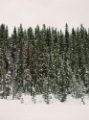 Picture of CHRISTMAS TREE FOREST