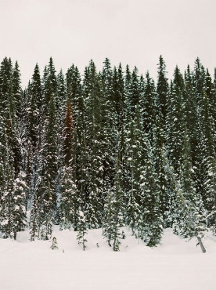 Picture of CHRISTMAS TREE FOREST