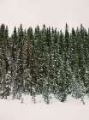 Picture of CHRISTMAS TREE FOREST