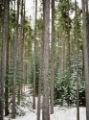 Picture of DEEP WOODS