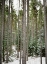 Picture of DEEP WOODS