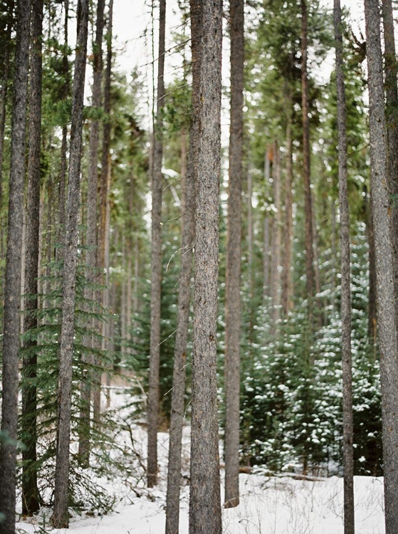Picture of DEEP WOODS