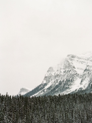 Picture of HOLIDAY TREES