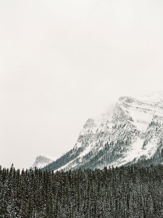 Picture of HOLIDAY TREES