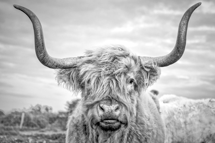 Picture of HIGHLAND COWS I