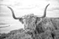 Picture of HIGHLAND COWS II