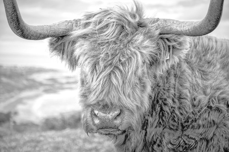 Picture of HIGHLAND COWS III