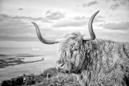 Picture of HIGHLAND COWS IV