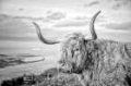 Picture of HIGHLAND COWS IV