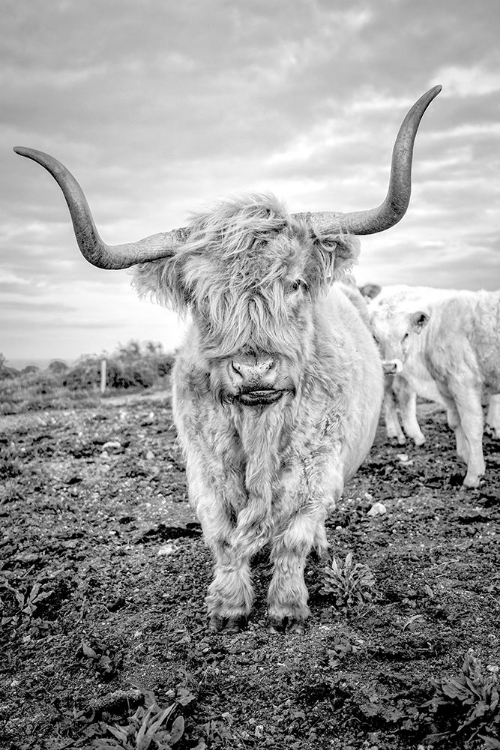 Picture of HIGHLAND COWS V