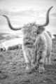 Picture of HIGHLAND COWS VI