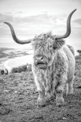 Picture of HIGHLAND COWS VI
